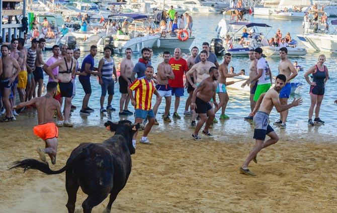 Revellers participate in the traditional running of bulls "Bous a la mar" (Bull in the sea) on Denia