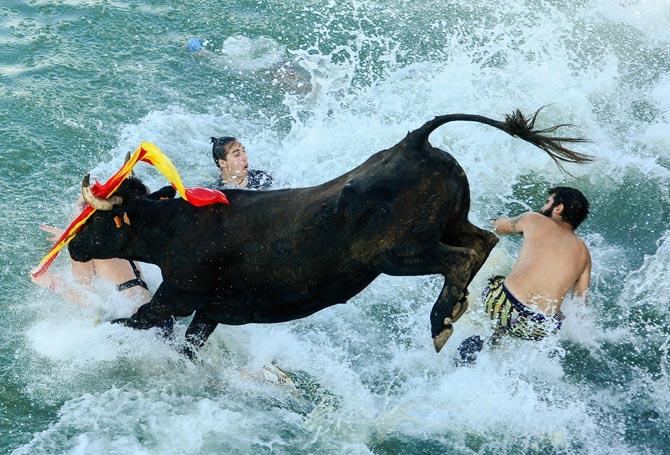 Revellers participate in the traditional running of bulls "Bous a la mar" (Bull in the sea) on Denia