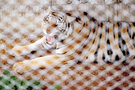 137 big cats moved from Thai Tiger Temple
