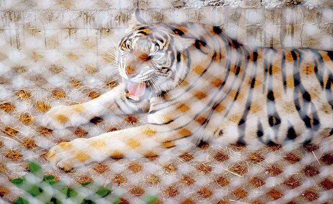 A tiger in an enclosure at the temple before being taken to a government animal refuge. Pic/AFP
