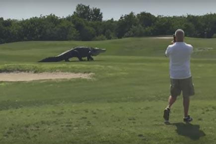 Watch video: Giant alligator checks out Florida golf course in US