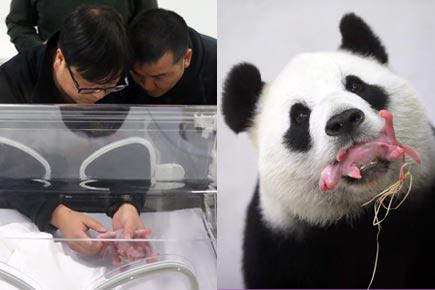 Giant panda at Belgium's Paira Daiza zoo gives birth to cub