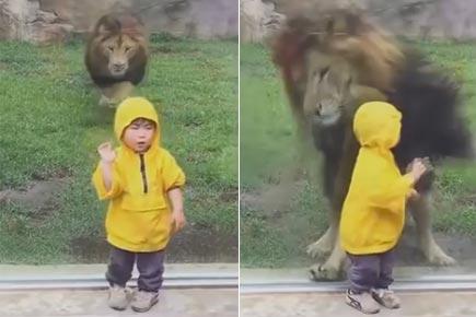 Watch video: Lion pounces at toddler in Japan zoo, fails!