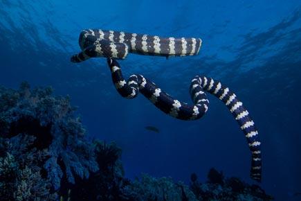 Sea snakes have extra sense to 'feel' movement in water