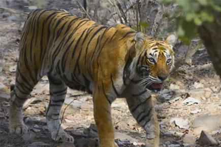 14-year-old tigress dies at Goa zoo