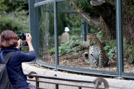 View photos: Rare animals at world's second oldest zoo in Paris