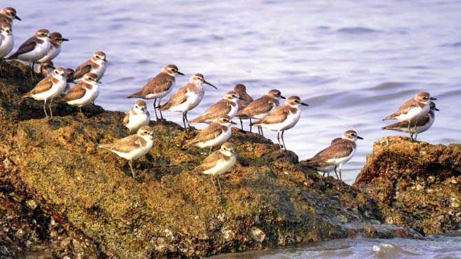 Winter Visitor Waders sighted on the rocks near Bhuigaon Beach