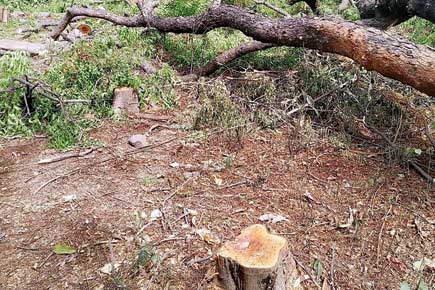 Mumbai: Duo booked for illegally chopping 30 healthy trees