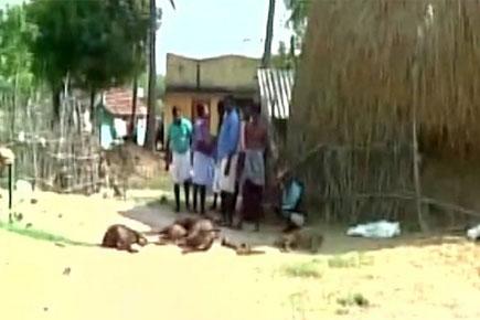 50 dogs burnt alive in Chennai; NGO blames locals