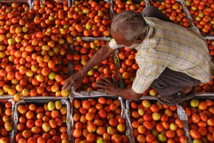 Tomato prices to remain high, Twitter sees red