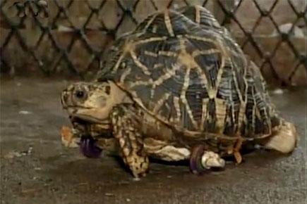 Video! Brave tortoise who fought with mongoose gets prosthetic wheels 