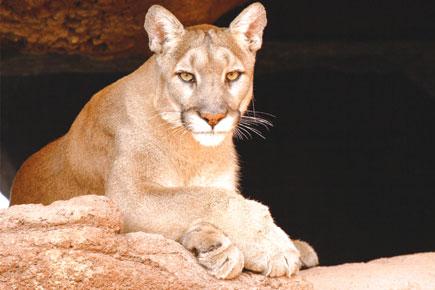Brave mom saves 5-year-old from mountain lion