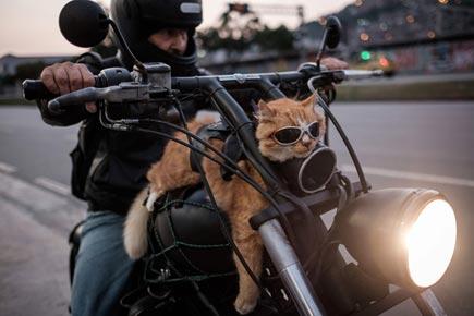 'Brazilian Garfield' loves riding bikes!