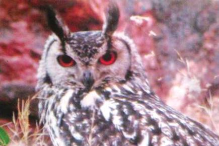 Endangered owl stolen from zoo after its cage is broken 