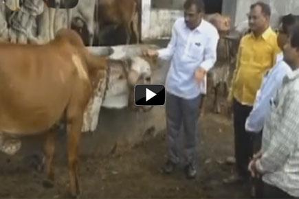Watch video: Believe it or not! This cow pees gold