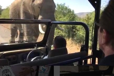 Watch Video: Arnold Schwarzenegger gets charged by elephant