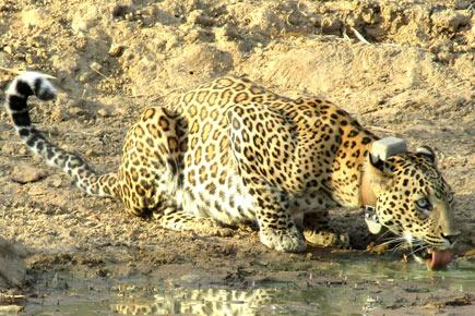 Nine injured in leopard attack in Nashik