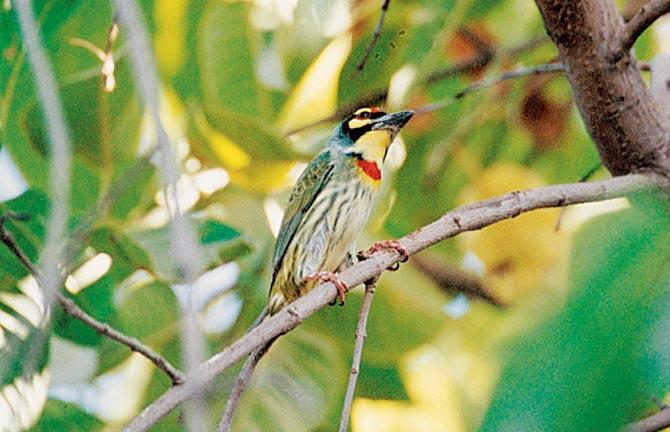 Coppersmith Barbet. Pic courtesy/BNHS photo library