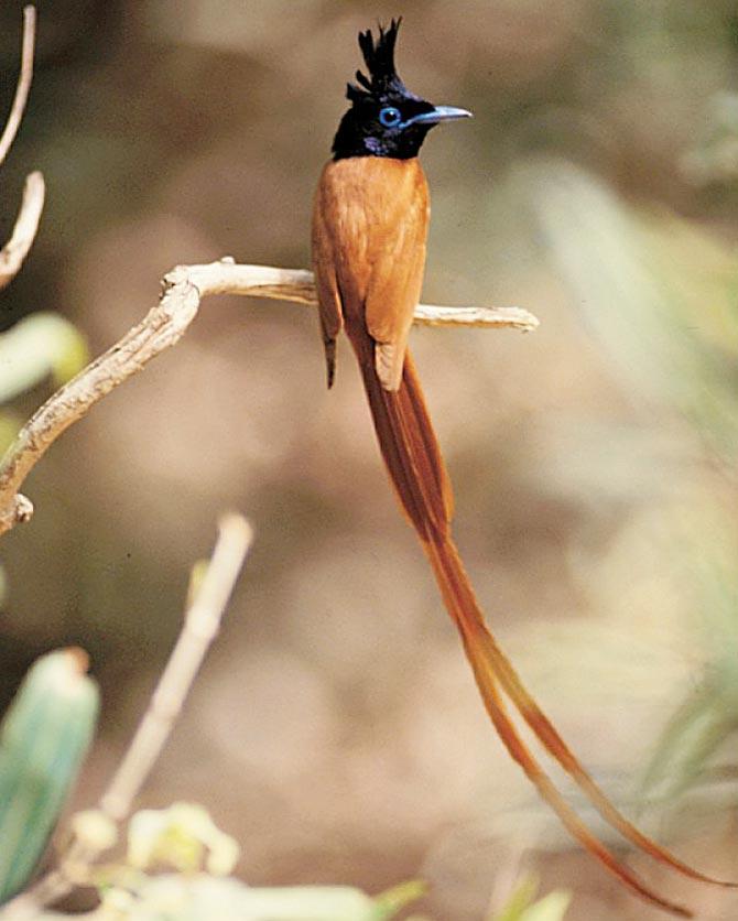 Paradise Flycatcher. Pic courtesy/BNHS photo library