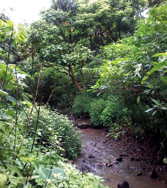 Stream through the forest. Pic courtesy/Atul Sathe