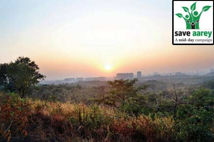 'Aarey is not a forest, but merely a grassland'