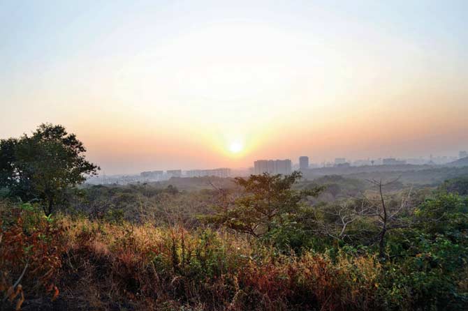 The woods are lovely, dark and deep: BMC has already counted over 4 lakh trees in the ongoing tree census at Aarey