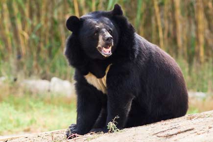 Bear attack warning issued in Japan after four people killed