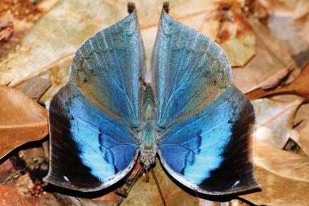 New book on butterflies showcases over 1,000 rare species in the Indian subcontinent