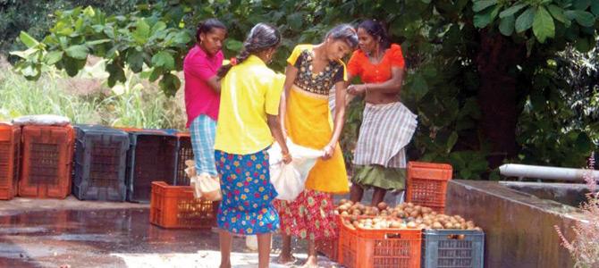 Farm labour wash the fruit