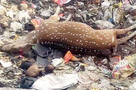 Pune: Carcass of pregnant doe found sans antlers
