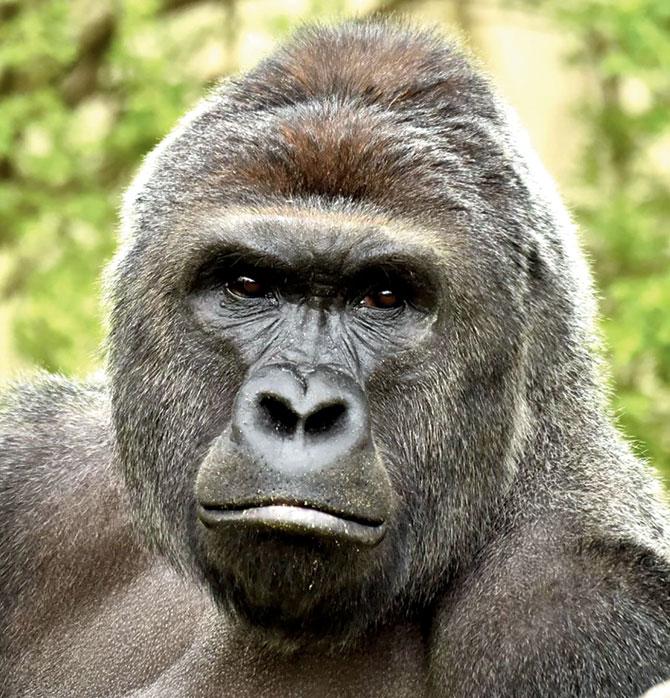 Slain gorilla Harambe. Pic/AFP