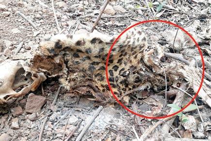 Mumbai: Poachers snare second leopard in three months