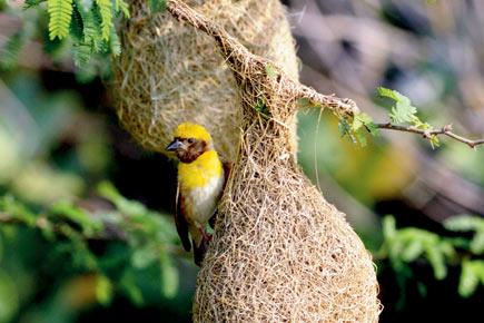 Keeping a count of the 'least concerned' Baya Weaver birds
