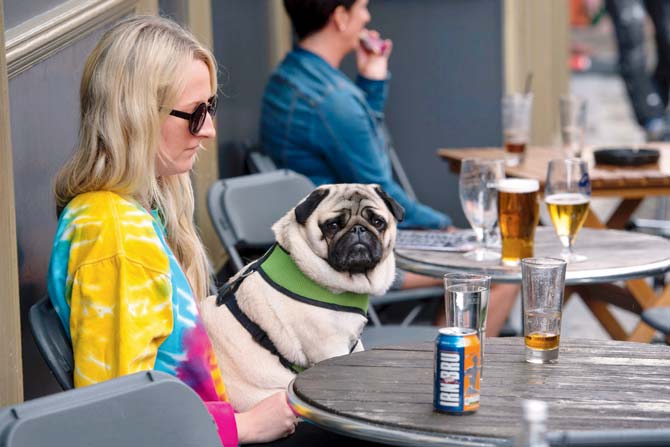 A pug sits on a woman’s lap outside a bar in Edinburgh, Scotland, following the pro-Brexit result of the UK’s EU referendum vote. The vote has stunned and cleaved a section of the world. Pic/AFP