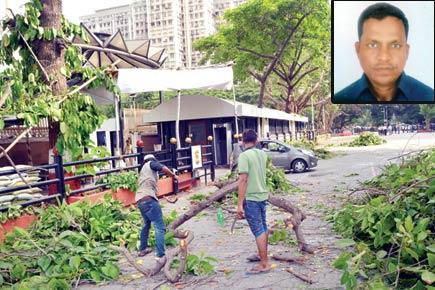 BMC delays trimming, Vidhan Bhavan staffer crushed under tree