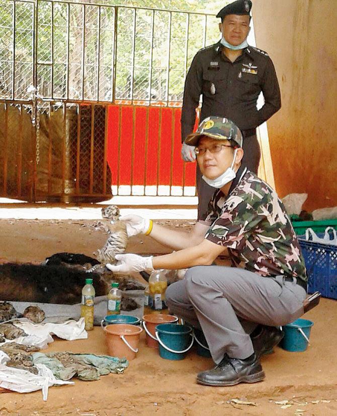 A Thai DNP officer holding the carcass of a cub found frozen at the Tiger Temple