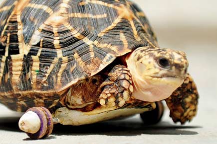 Chennai: Injured tortoise moves around with help of prosthetic wheel
