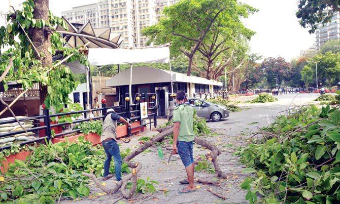 Following Raghunath Shivram Angre’s (below) death, the BMC ordered the trimming of all trees in Vidhan Bhavan’s vicinity. Pic/Sayed Sameer Abedi