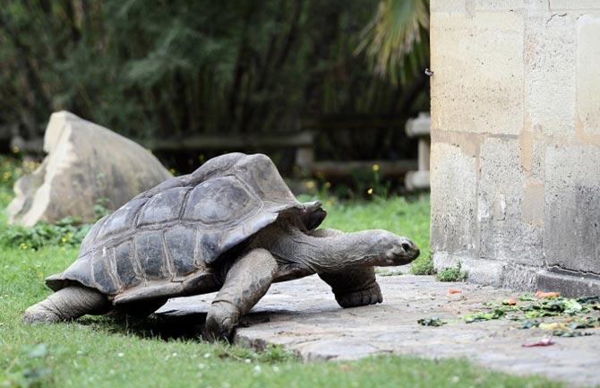 An Aldabra giant tortoise is pictured at the menagerie of the Jardin des Plantes botanical garden in Paris. AFP PHOTO