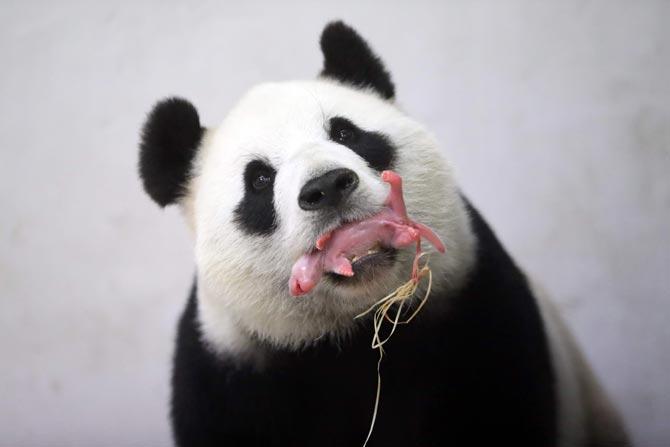 Giant panda Hao Hao with her cub. Pic/AFP