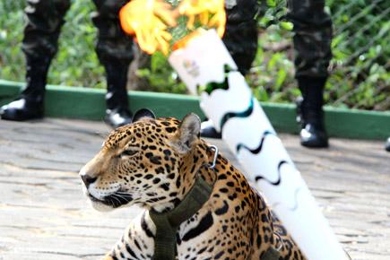 Rio 2016: Jaguar used in Olympic torch ceremony shot dead