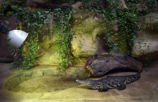 A Nile crocodile is pictured in the vivarium, at the menagerie of the Jardin des Plantes botanical garden in Paris. AFP PHOTO