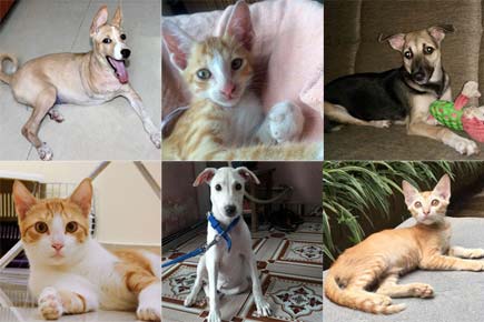 Looking for companionship?  Adopt these delightful pets