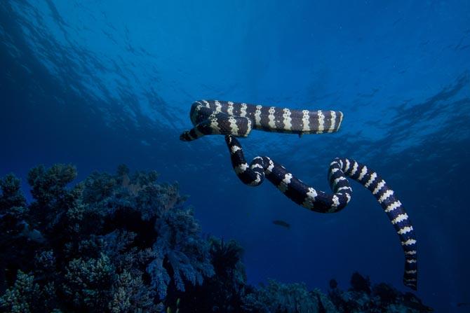 Sea snakes have extra sense to 