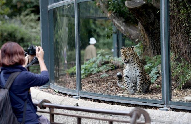  A woman takes a picture of a North Chinese leopard on August 16, 2015 at the menagerie of the Jardin des Plantes botanical garden in Paris. AFP PHOTO