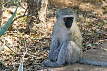 Monkey causes power outage throughout Kenya