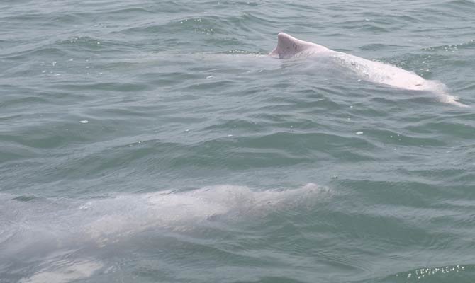 Chinese white dolphins