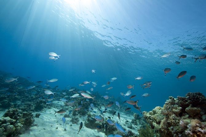 World Ocean Day: Warmer oceans will shift habitats of marine animals
