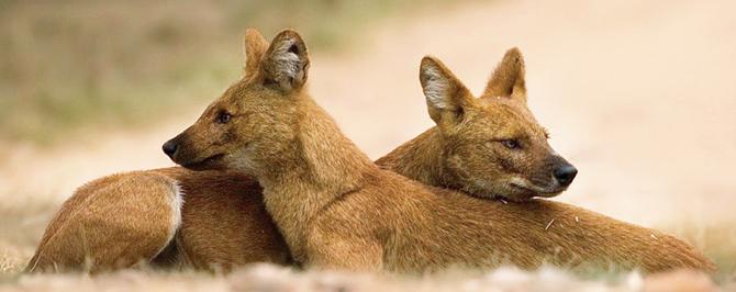 The dhole is native to central and western India, the North East, and parts of southeast Asia. It’s also known as the Asiatic wild dog, Indian wild dog and whistling dog for its unique way of communication. An endangered species, the dholes are estimated to number 1,500 globally. Pic Courtesy/Sudhir Shivaram