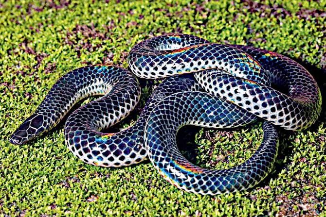 Melanophidium Khairei, ‘Khaire’s Black Shieldtail, named after Dr Neelam Kumar Khaire, who founded the Katraj Snake Park and the Indian Herpetological Society. Pic/Varad Giri